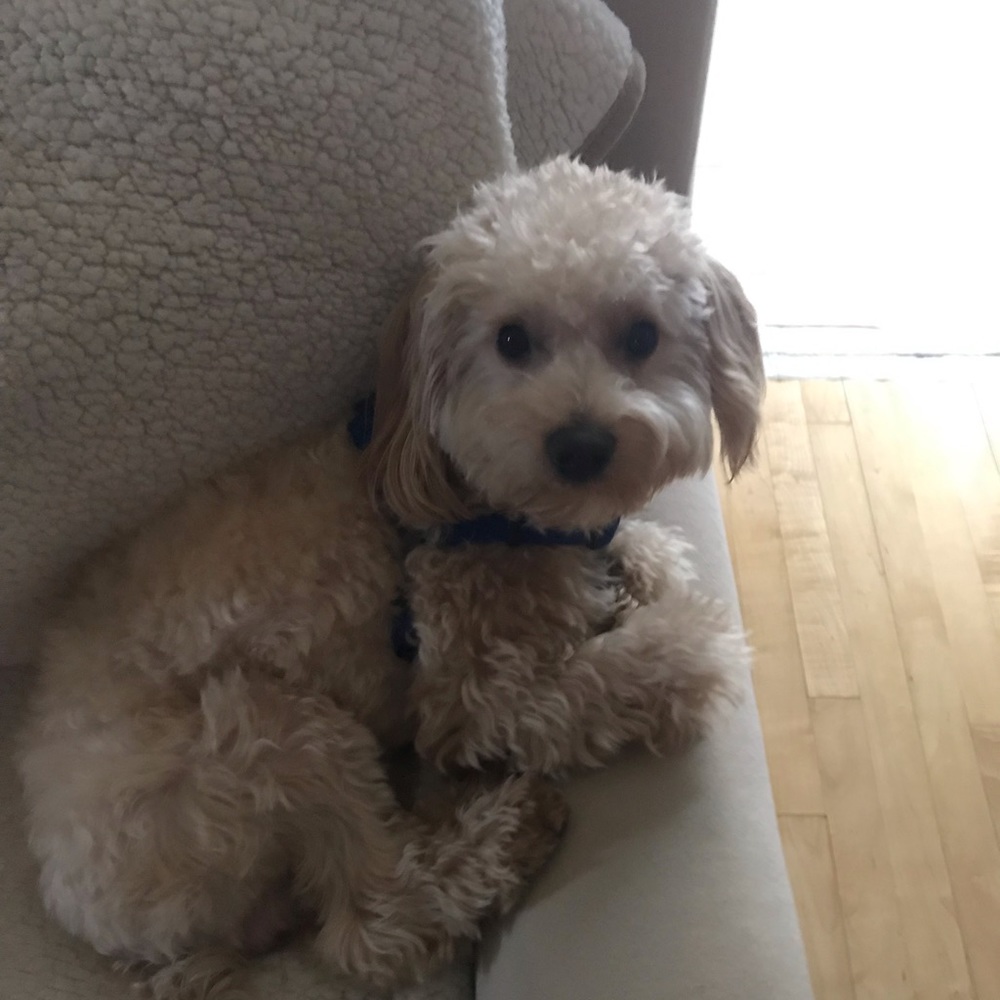 Meet your Posher, Jas